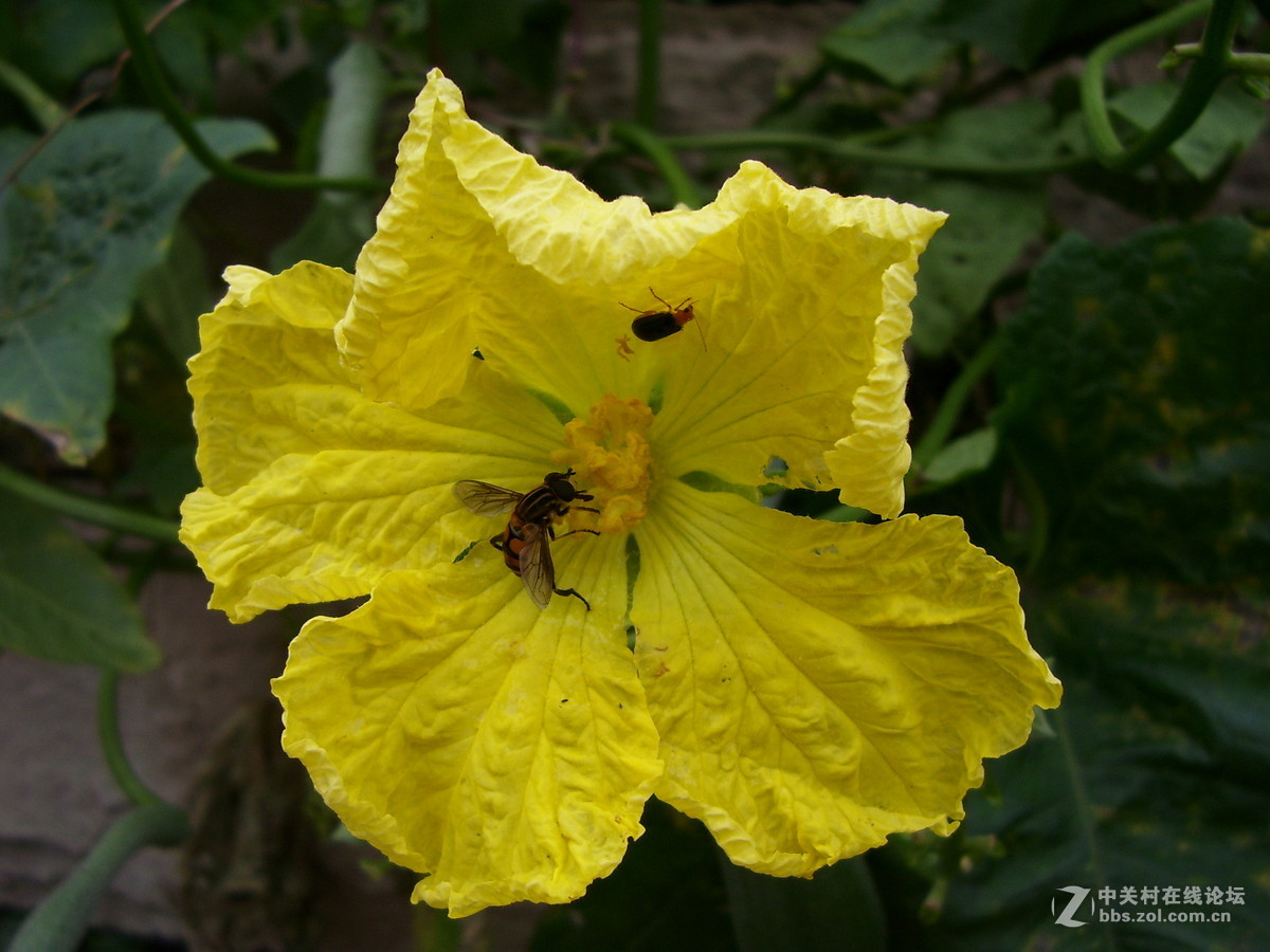 柯达c340试机随拍，请多指正