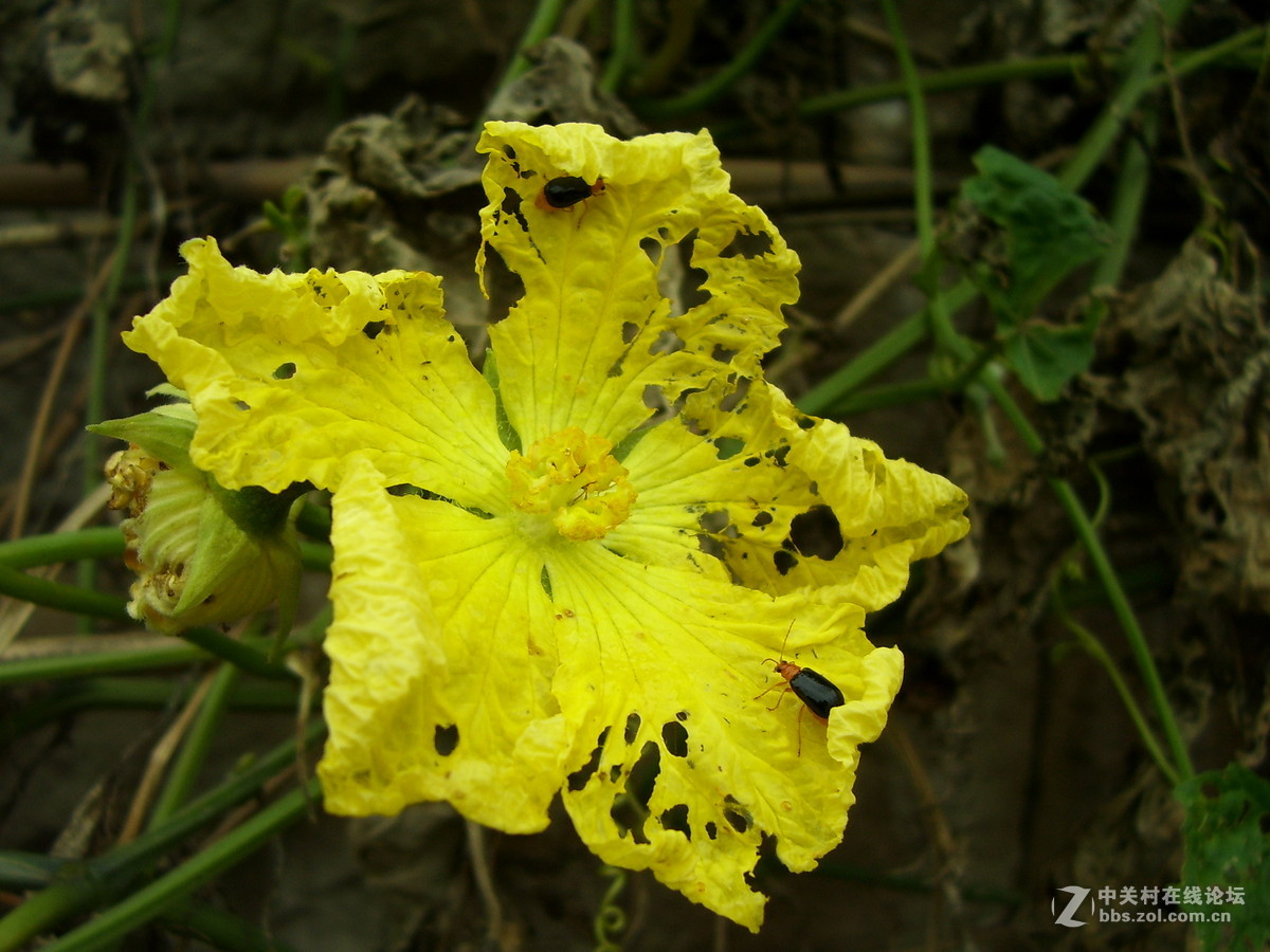 柯达c340试机随拍，请多指正