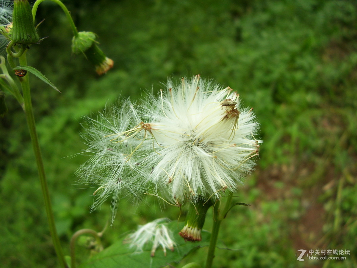 柯达c340试机随拍，请多指正