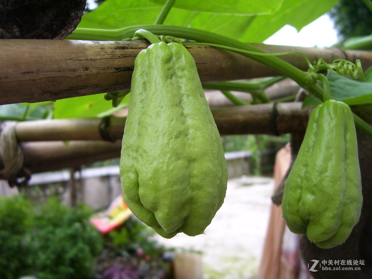 柯达c340试机随拍，请多指正