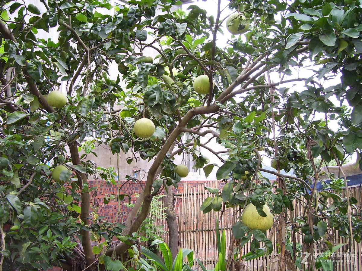 柯达c340试机随拍，请多指正