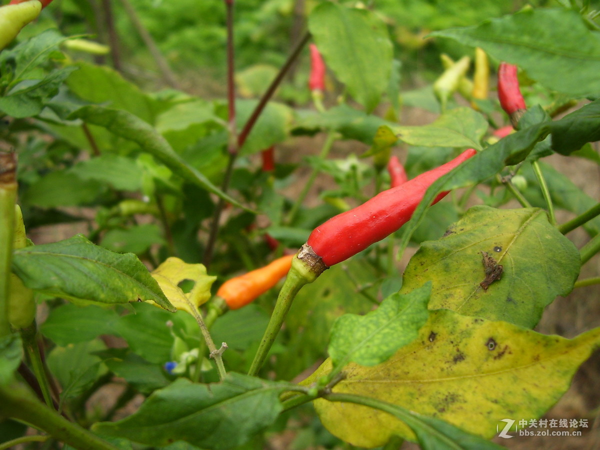 柯达c340试机随拍，请多指正