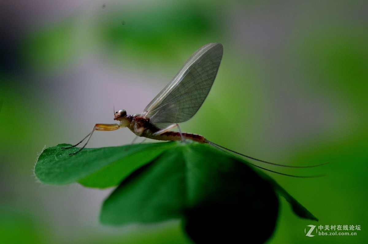 蜕壳后的蚍蜉
