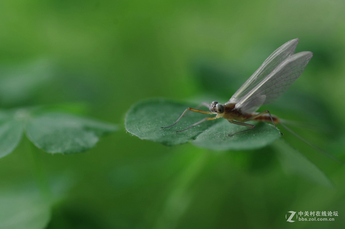 蜕壳后的蚍蜉