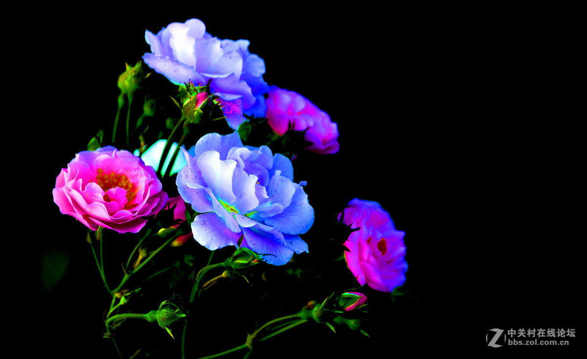 丰花月季. 17.2.28.