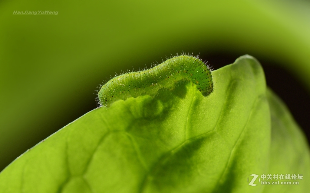 #版主坐堂#2017年3月微距星空(中国)精华选编