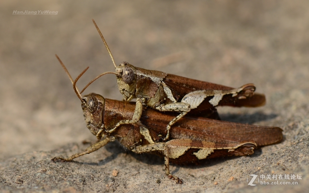 #版主坐堂#2017年3月微距星空(中国)精华选编