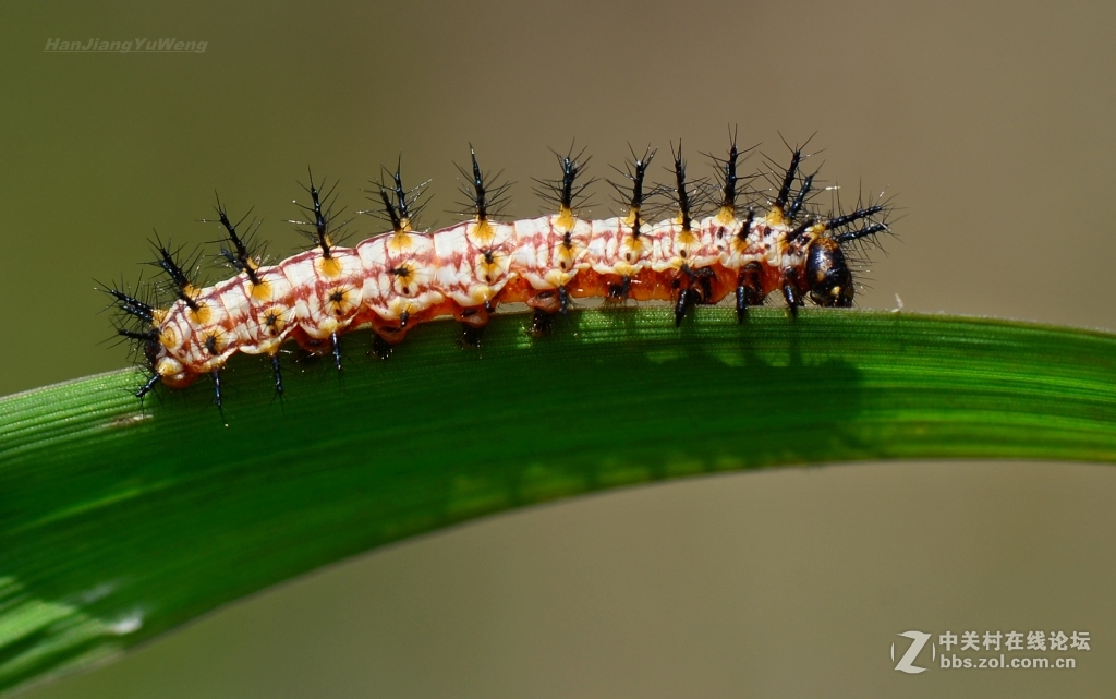 #版主坐堂#2017年3月微距星空(中国)精华选编