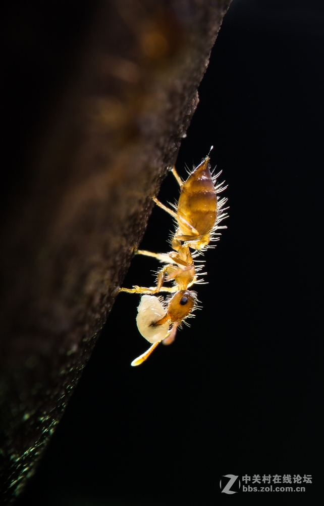 #版主坐堂#2017年3月微距星空(中国)精华选编