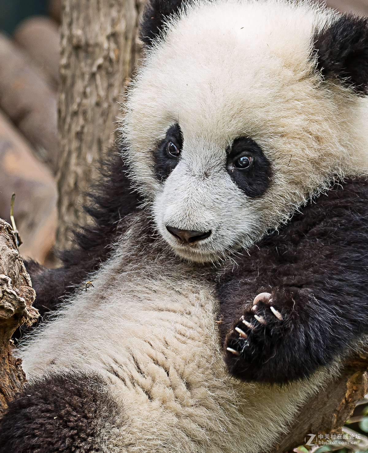 蜜蜂戏熊猫-中关村在线摄影论坛