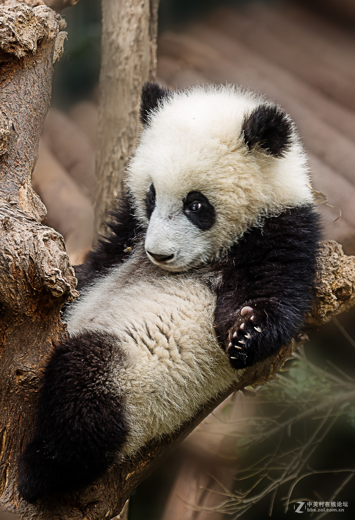 蜜蜂戏熊猫-中关村在线摄影论坛