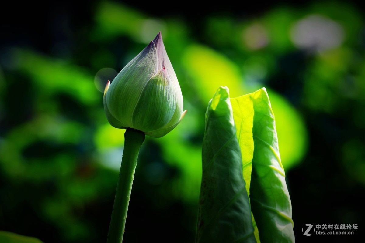 圆明园 第22届 荷花节