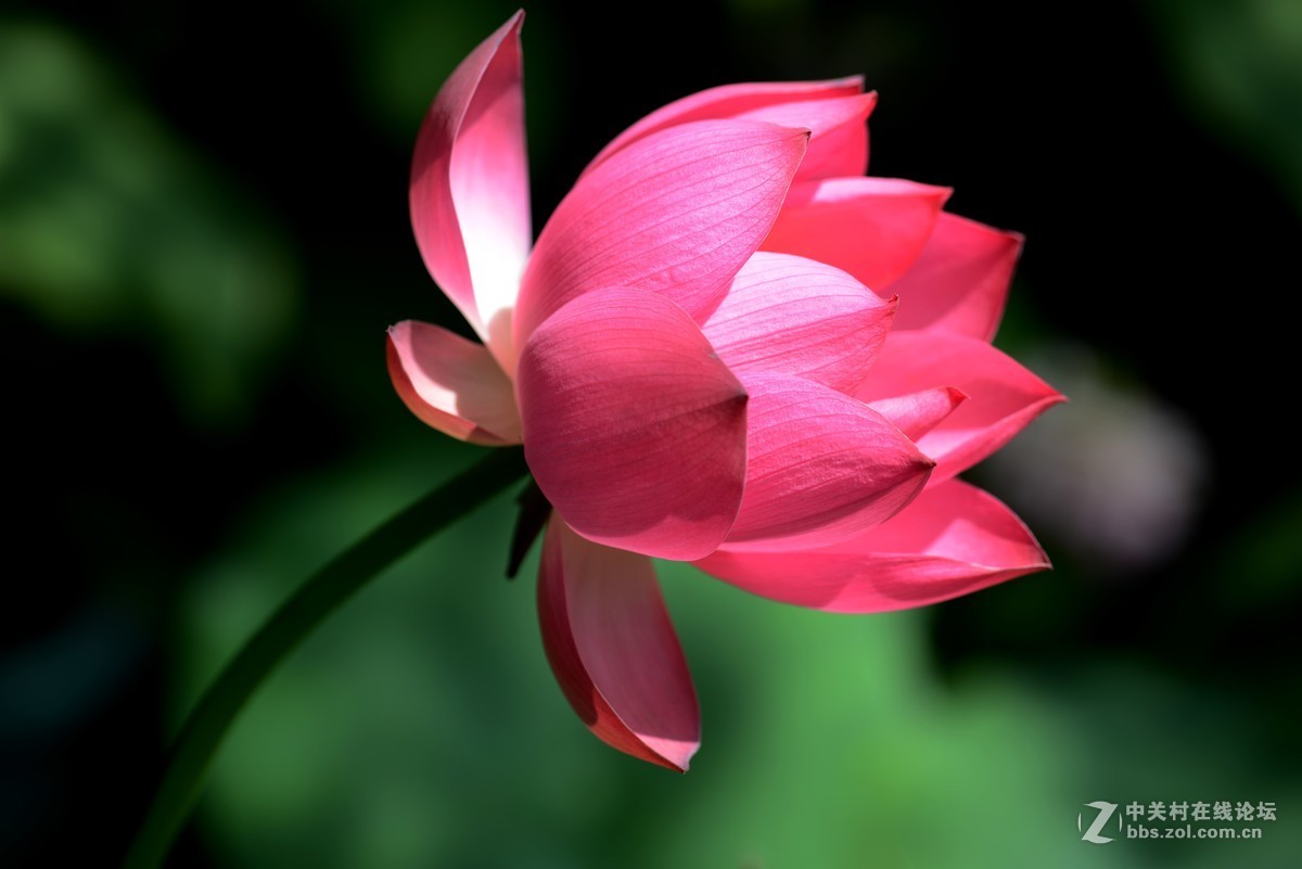 圆明园 第22届 荷花节