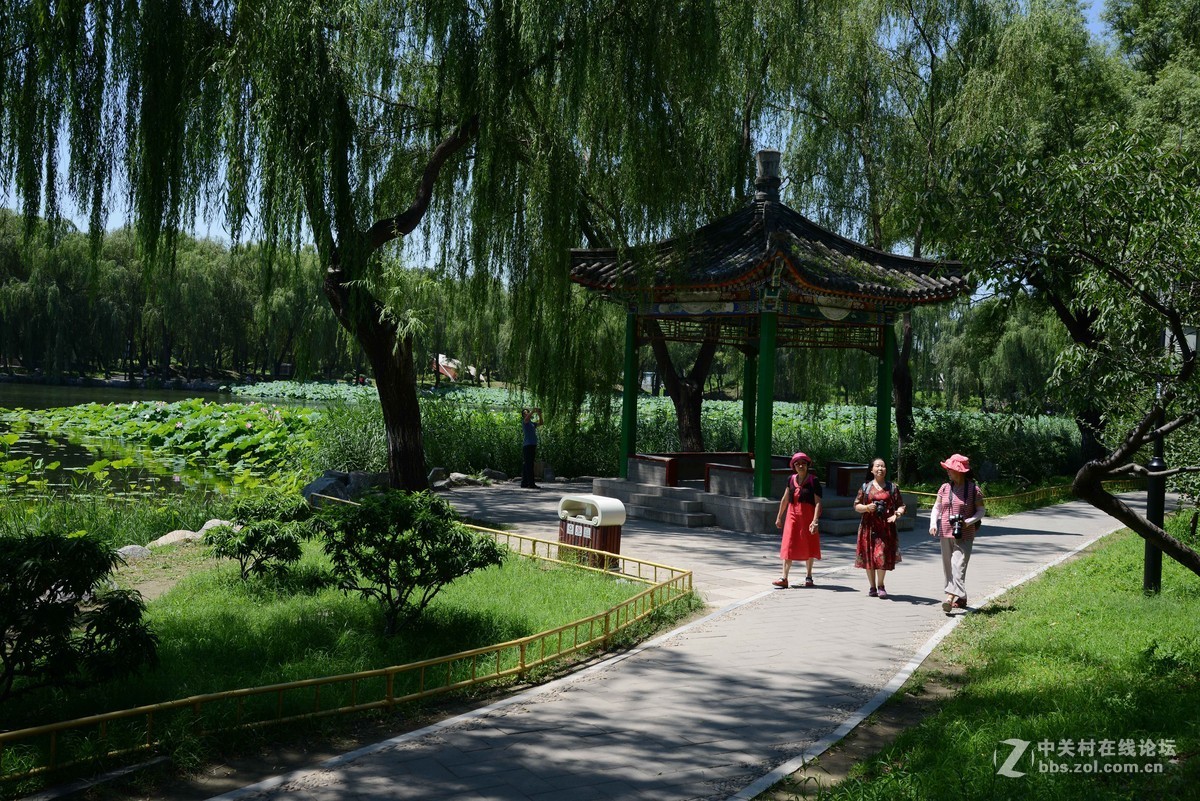 圆明园 第22届 荷花节