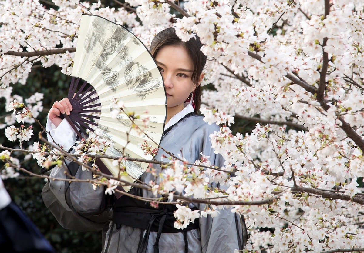 樱 花 少 女