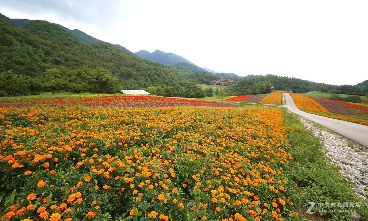 鮮花盛開的地方巫溪紅池壩