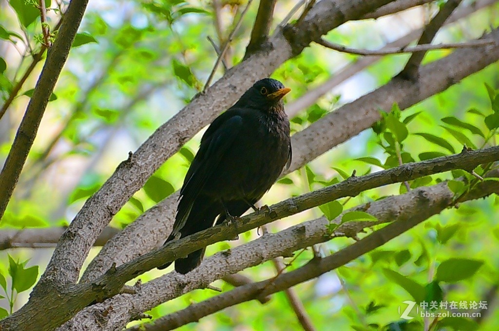 樹上的黑鶇鳥