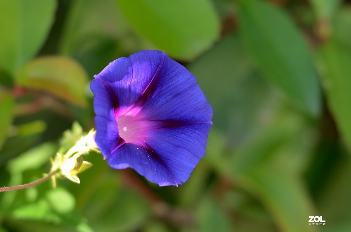 牵牛花