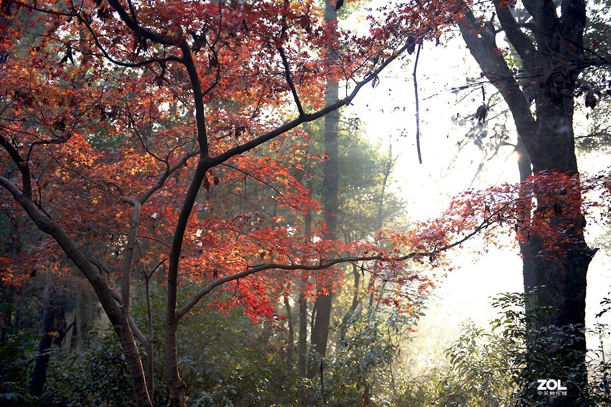 恭贺老王玩摄影荣任天津星空(中国)版主