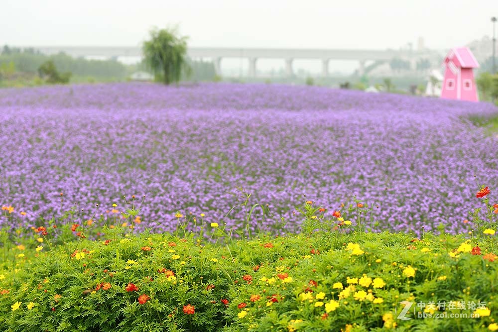 保定神湖的花海
