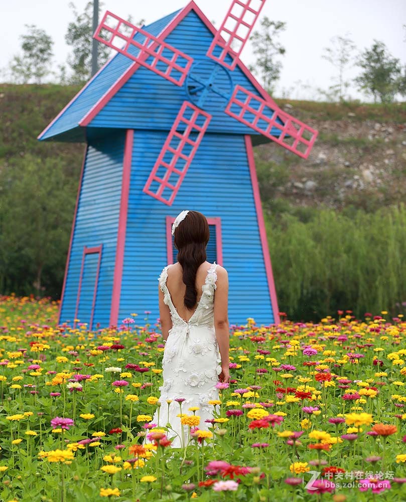 保定神湖的花海