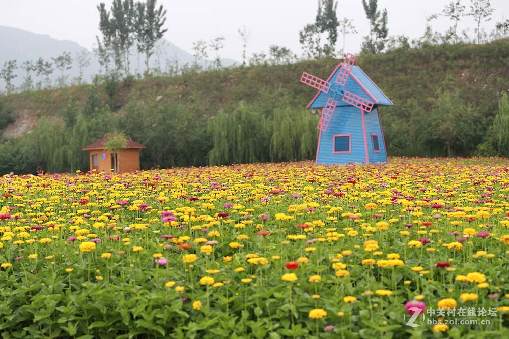 保定神湖的花海