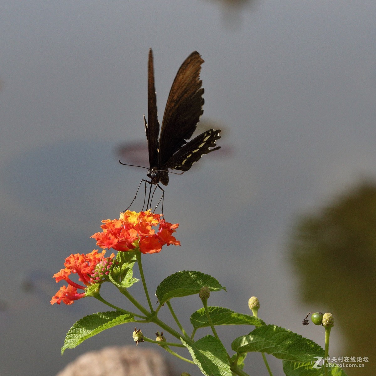 5DsR拍的蝴蝶（2）