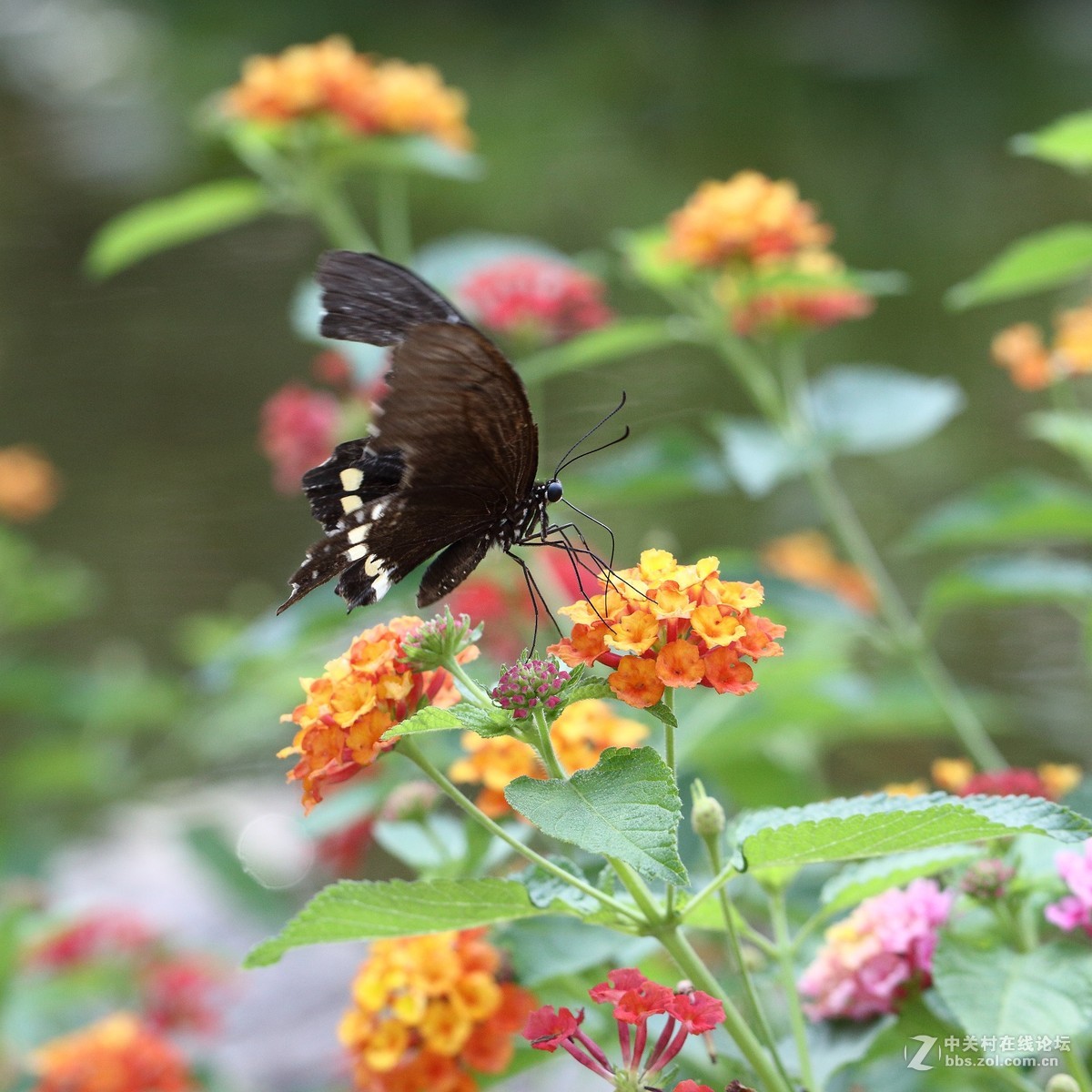 5DsR拍的蝴蝶（2）