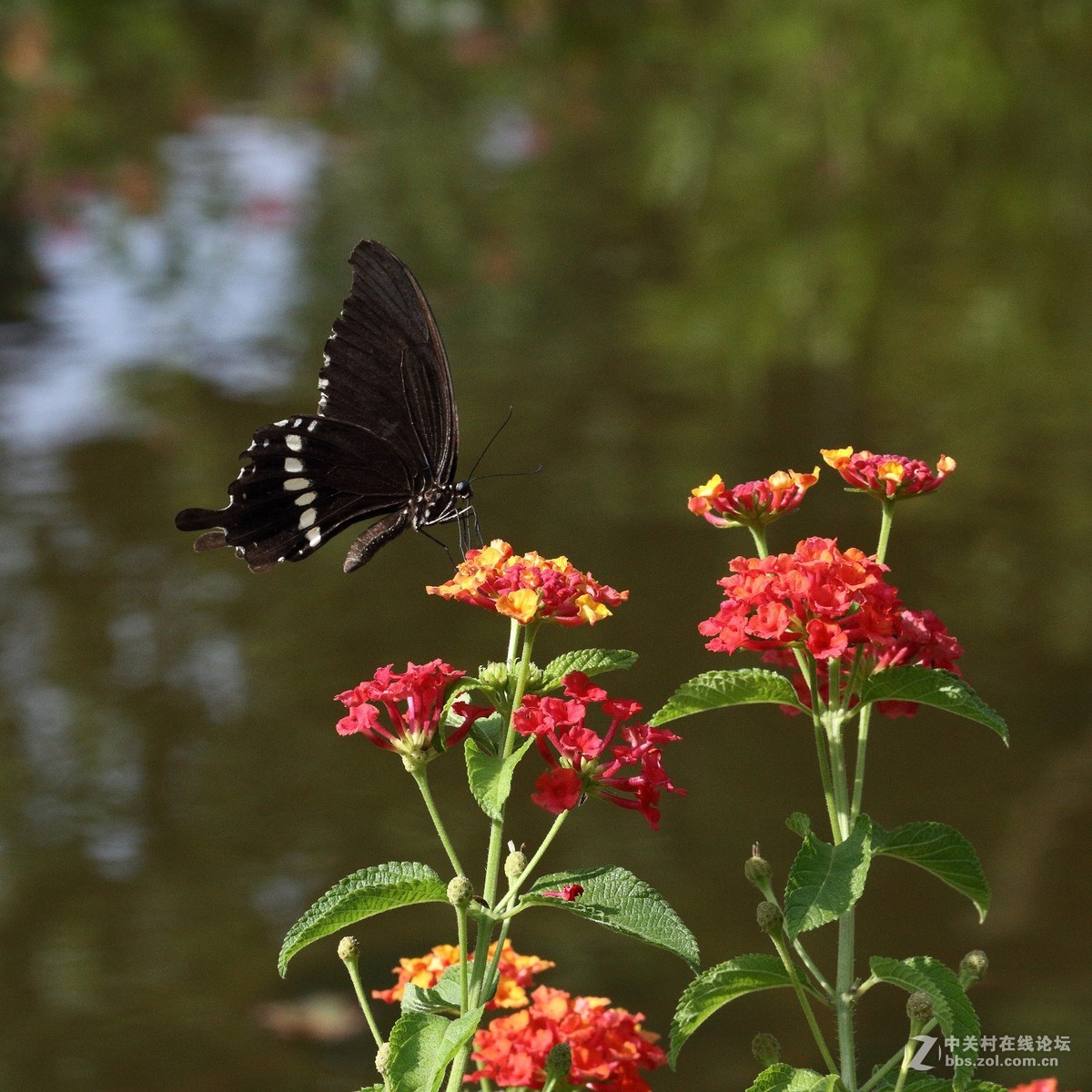 5DsR拍的蝴蝶（2）