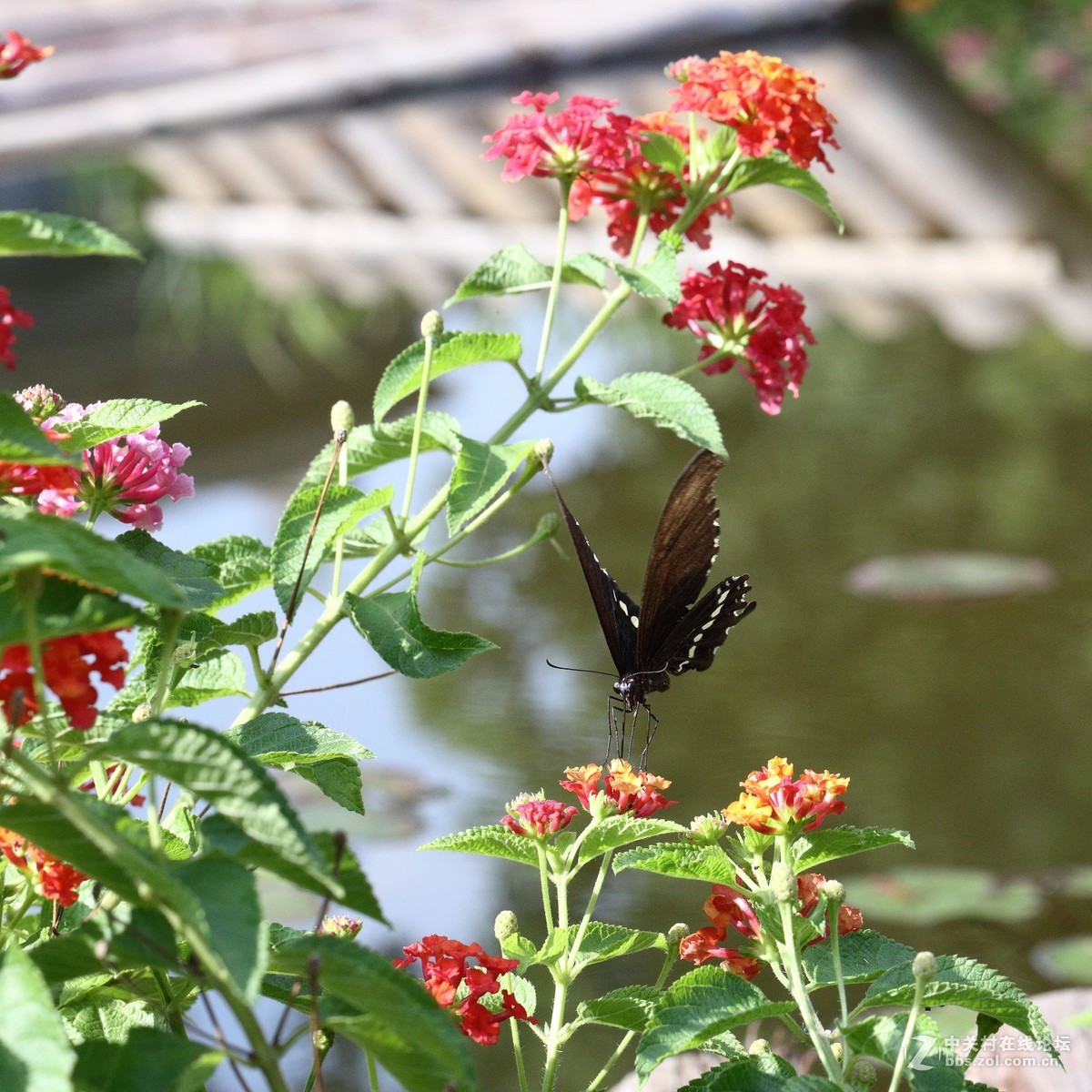 5DsR拍的蝴蝶（2）