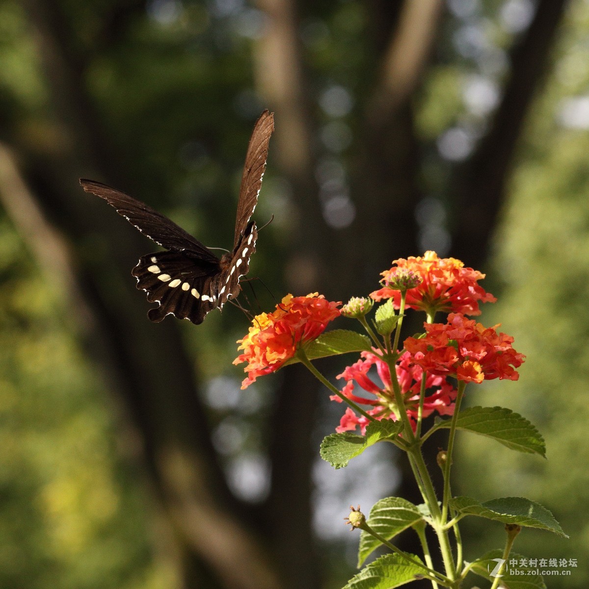 5DsR拍的蝴蝶（2）