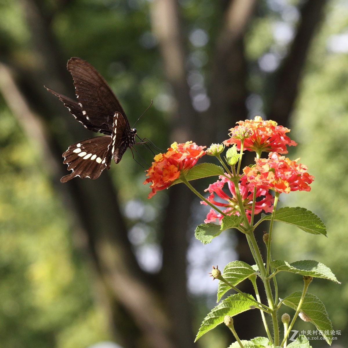 5DsR拍的蝴蝶（2）