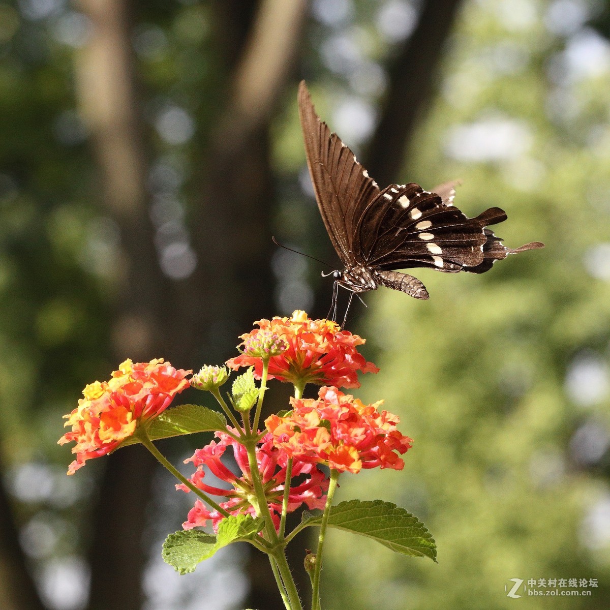 5DsR拍的蝴蝶（2）