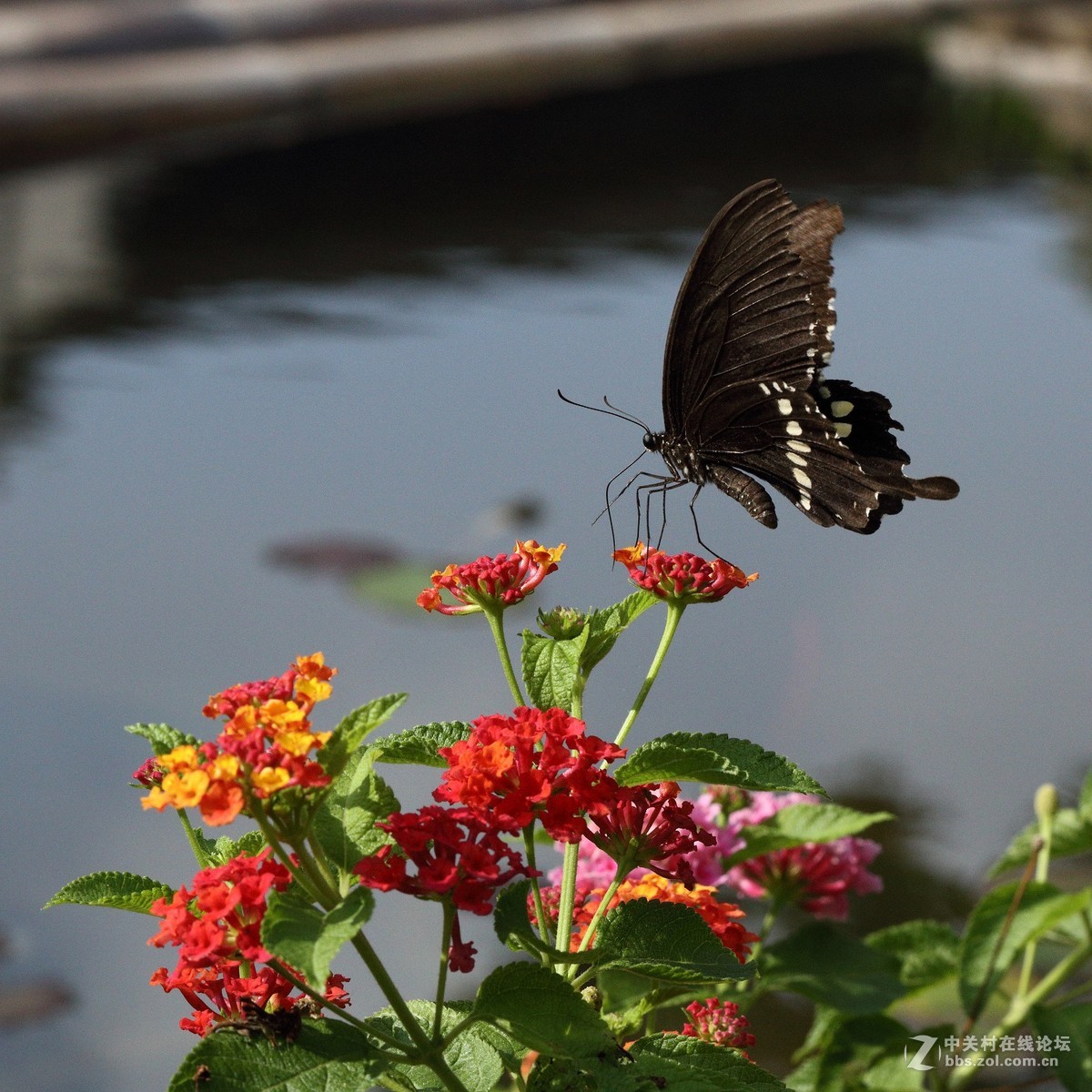 5DsR拍的蝴蝶（2）
