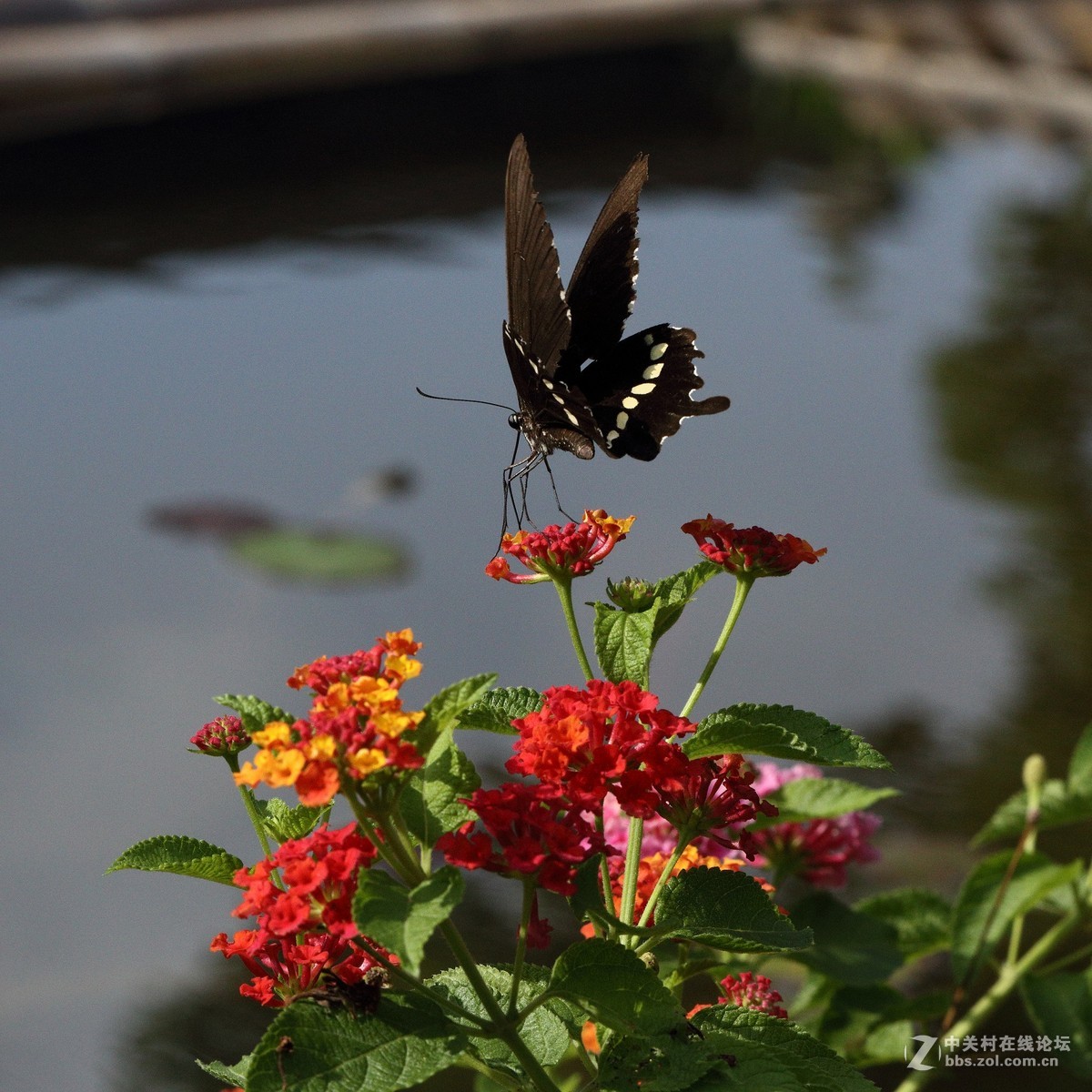 5DsR拍的蝴蝶（2）
