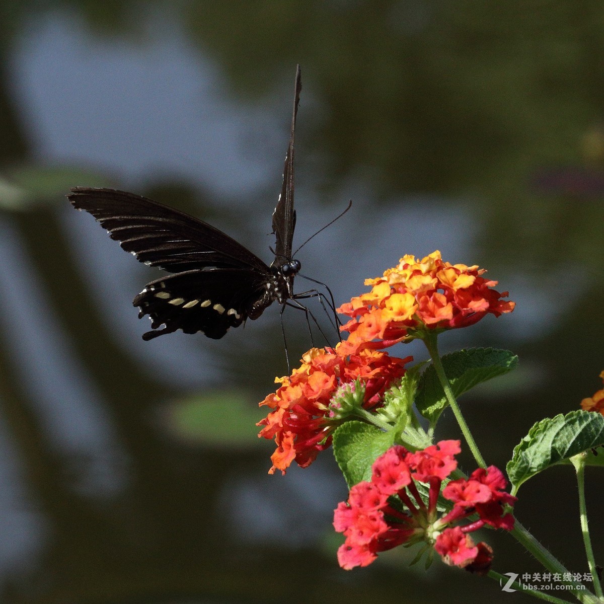 5DsR拍的蝴蝶（2）