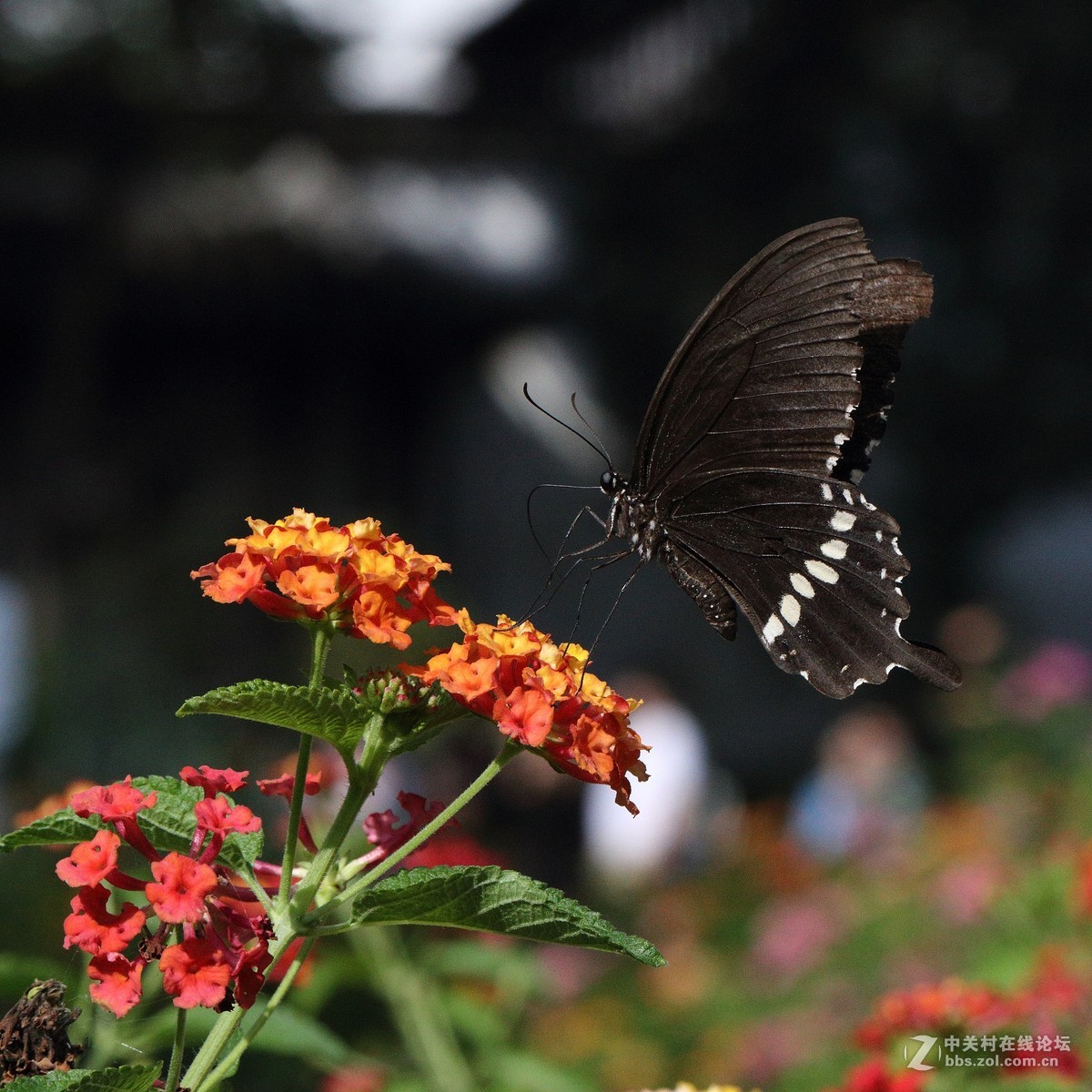 5DsR拍的蝴蝶（2）