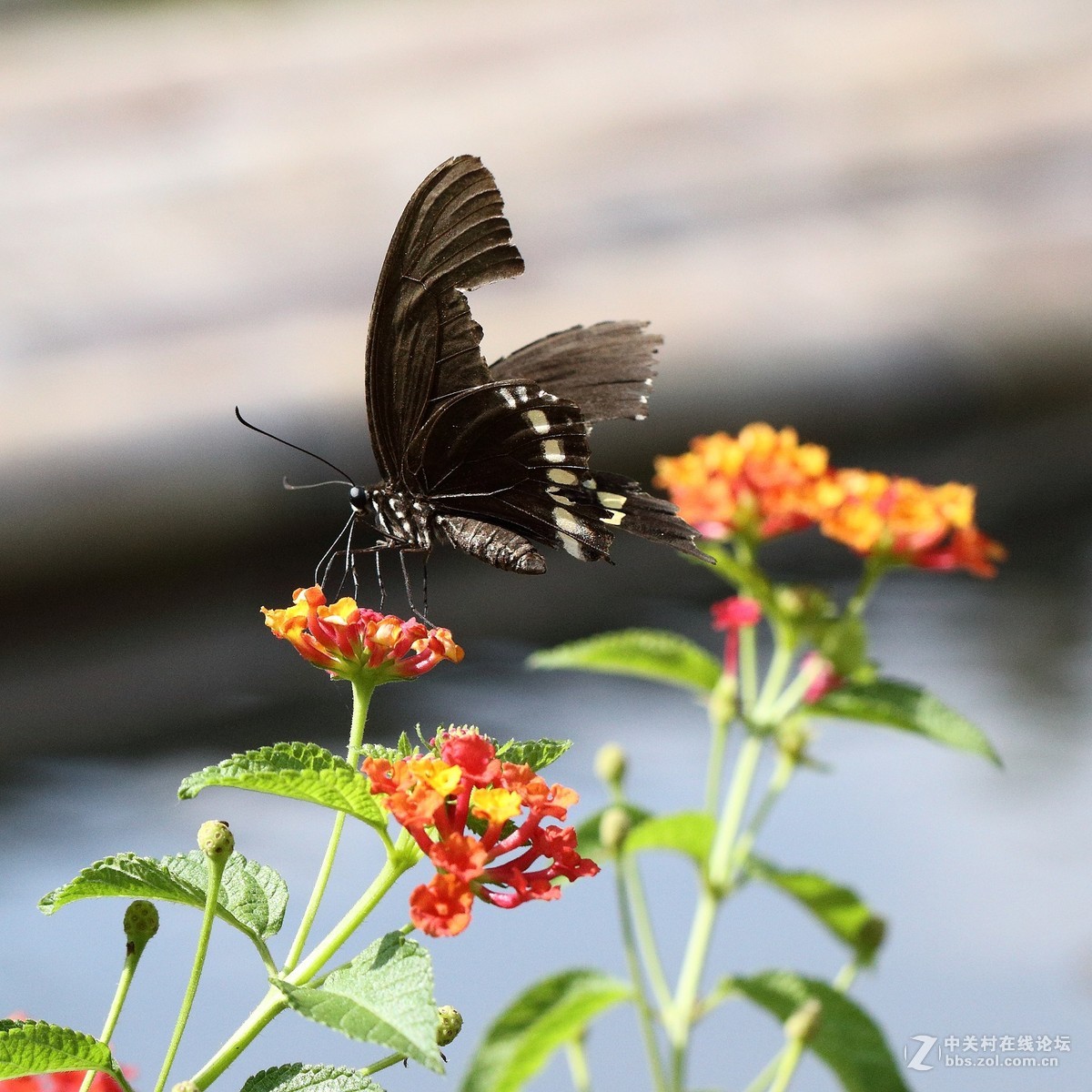 5DsR拍的蝴蝶（2）