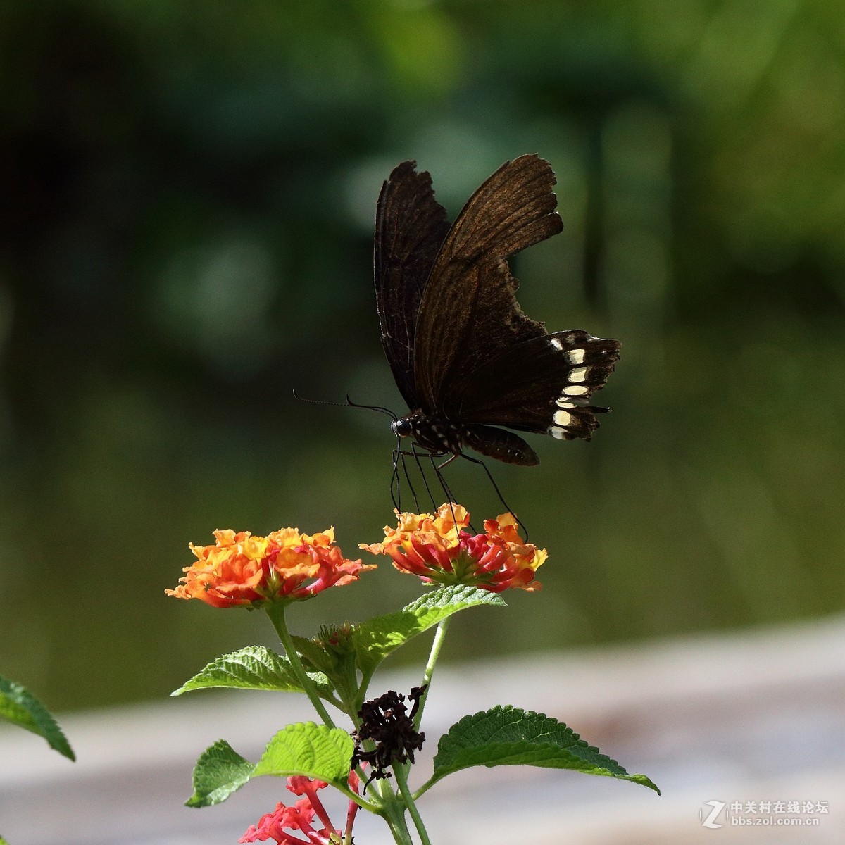 5DsR拍的蝴蝶（2）