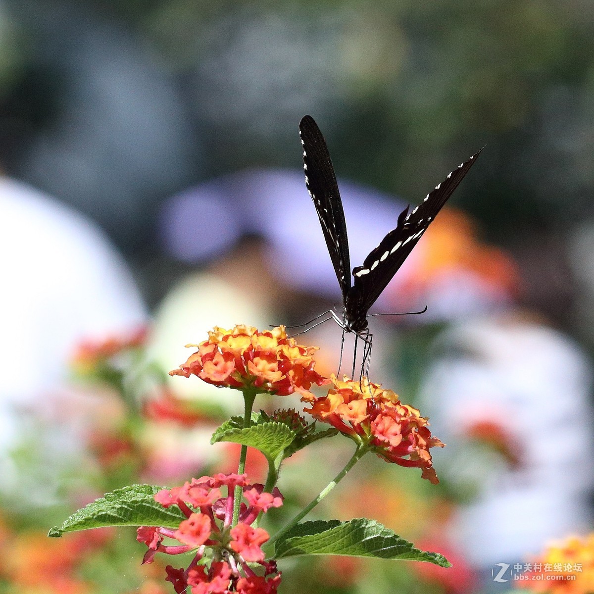 5DsR拍的蝴蝶（2）