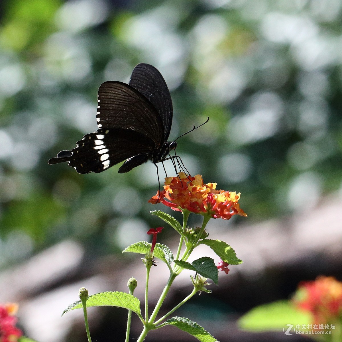 5DsR拍的蝴蝶（2）