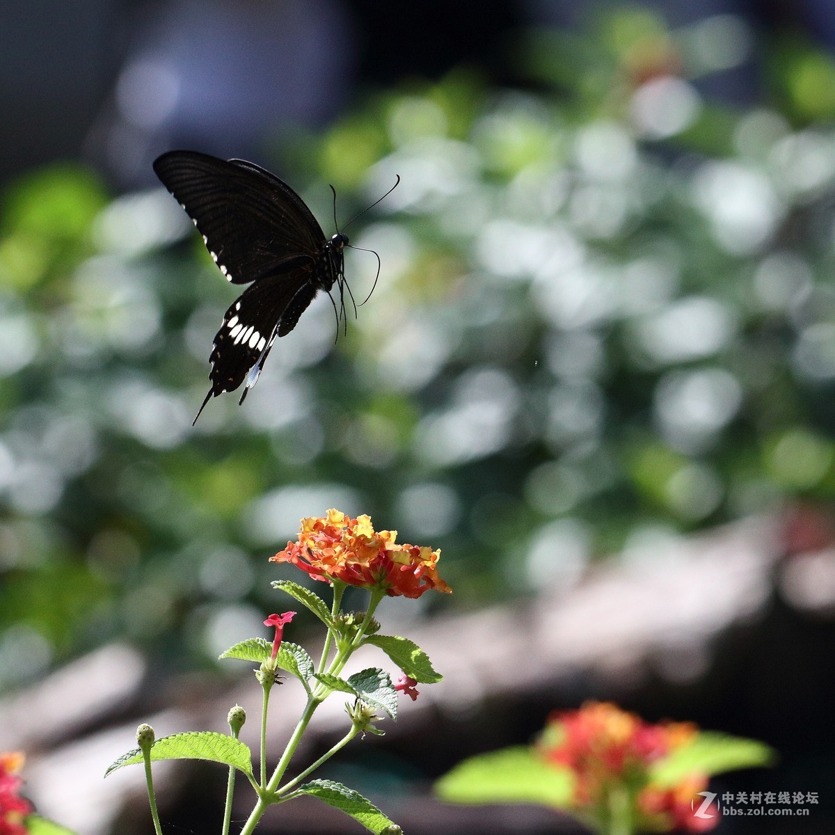 5DsR拍的蝴蝶（2）