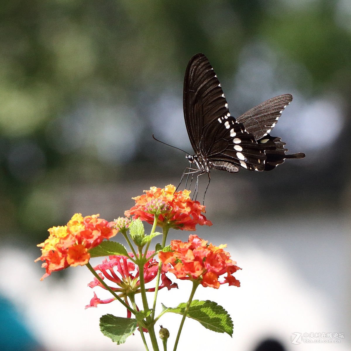 5DsR拍的蝴蝶（2）