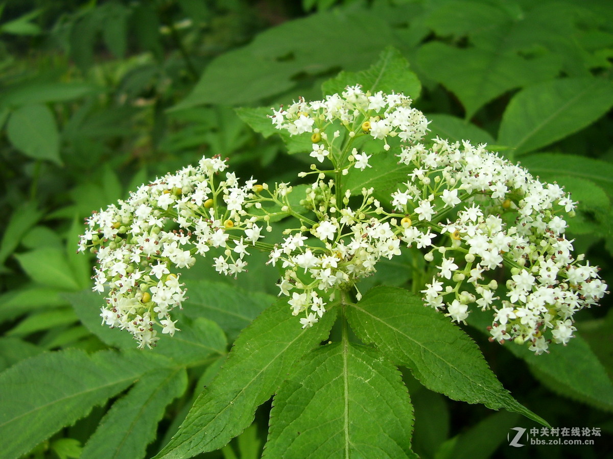 柯达c340试机随拍，请多指正