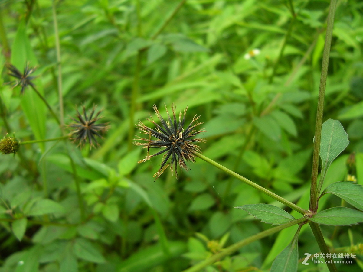 柯达c340试机随拍，请多指正