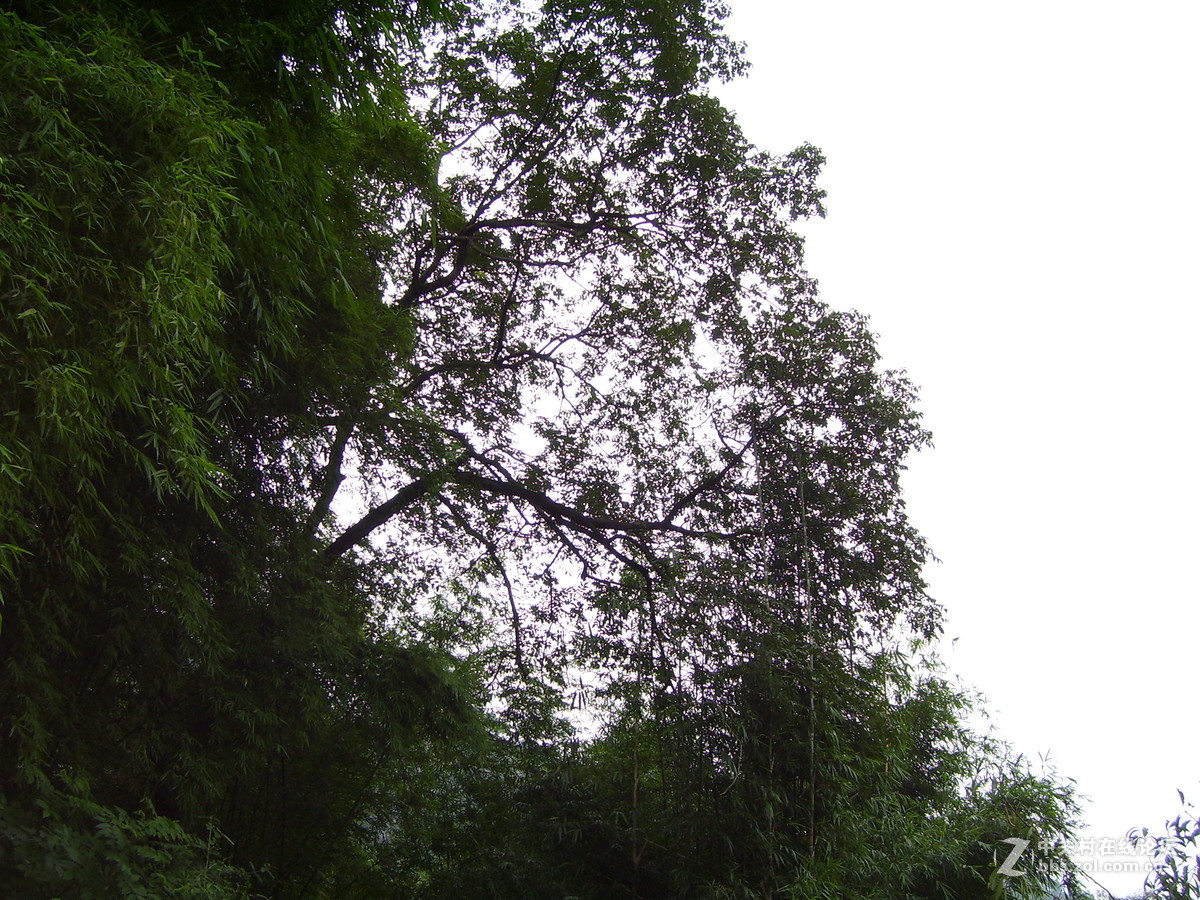 柯达c340试机随拍，请多指正