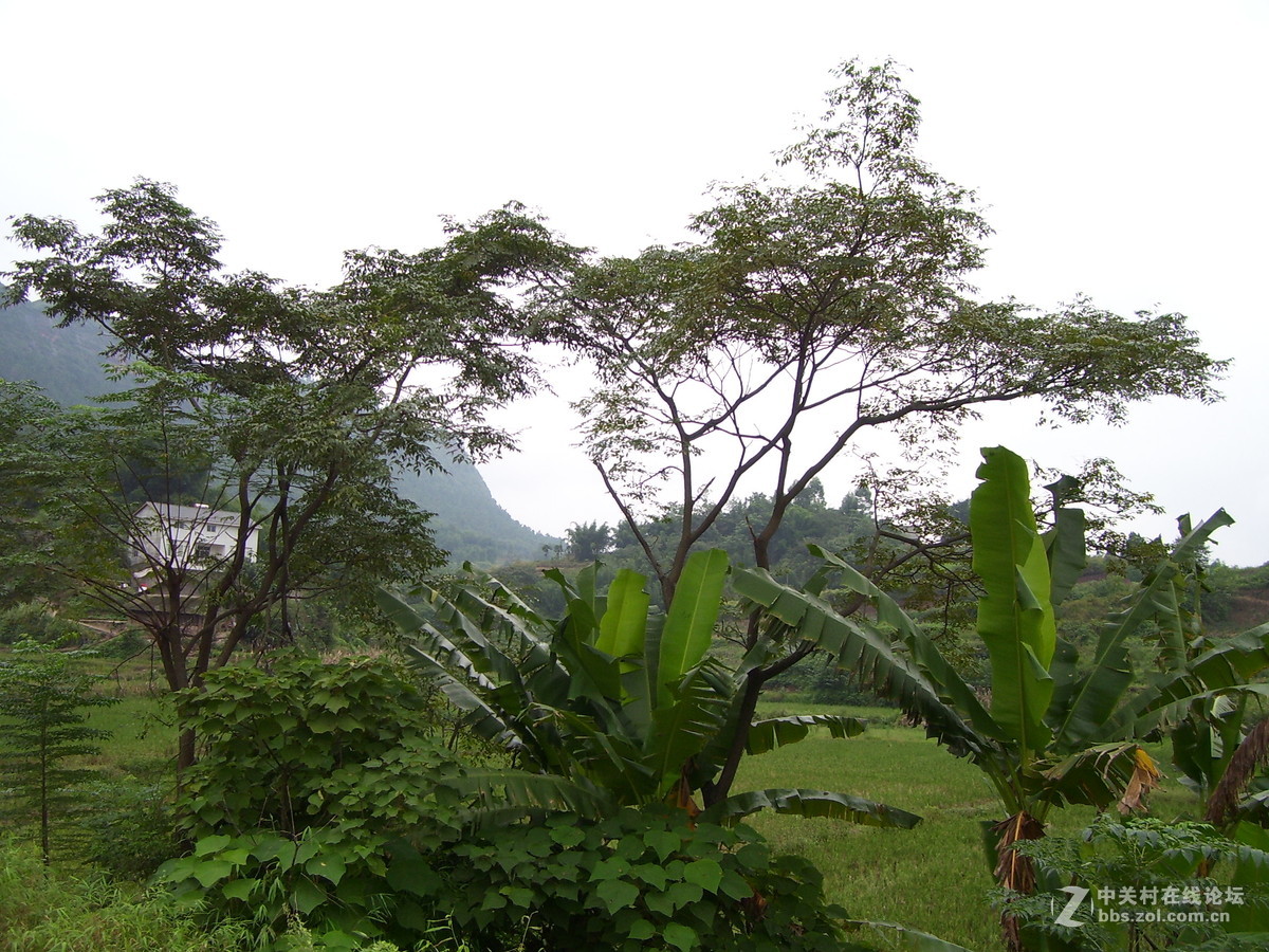 柯达c340试机随拍，请多指正