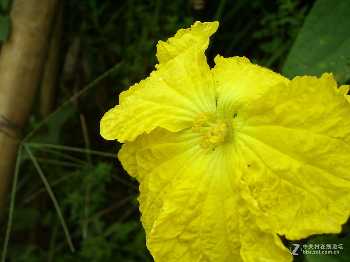 柯达c340试机随拍，请多指正