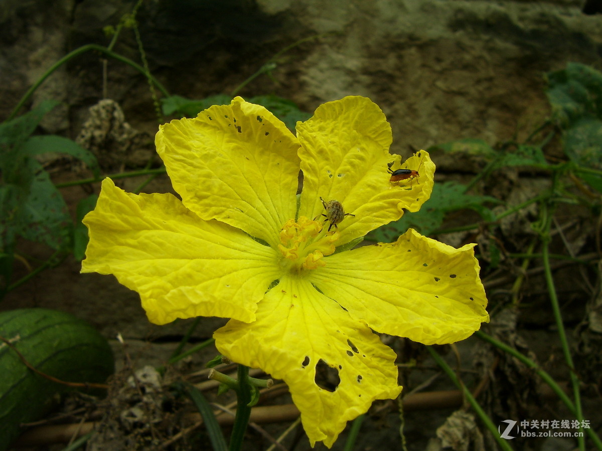 柯达c340试机随拍，请多指正