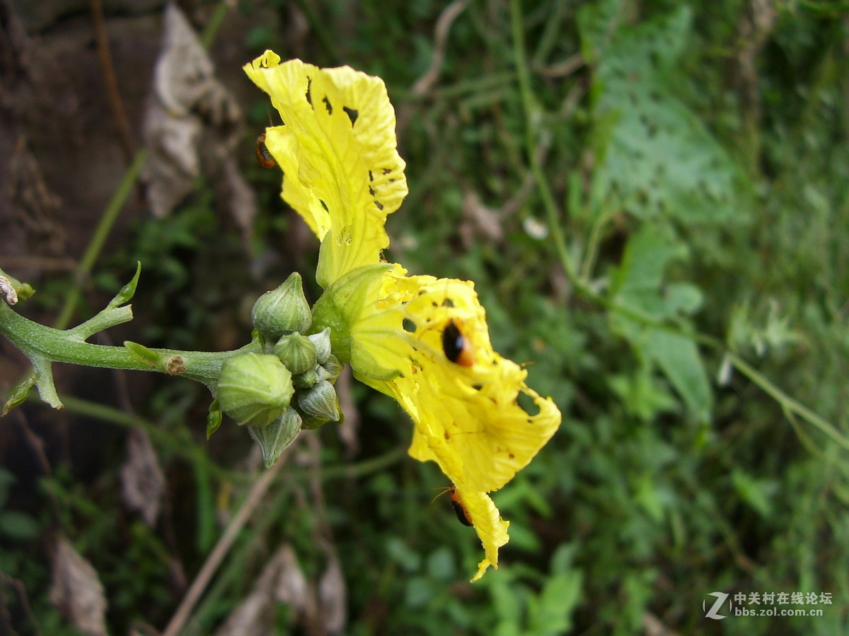 柯达c340试机随拍，请多指正